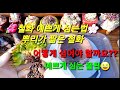 다육이 철화 분갈이 하는팁 뿌리가짦은 사치철화 잘심는 꿀팁 succulent 多肉植物