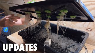 Hydroponic Systems Update