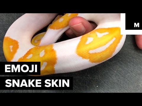 A python with an emoticon pattern – Why Evolution Is True