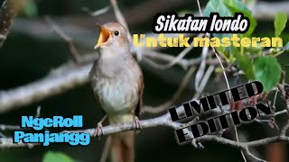 Download lagu Sikatan londo full ngeroll panjang dan tembakan tajam,super ampuh untuk masteran murai batu,dll mp3