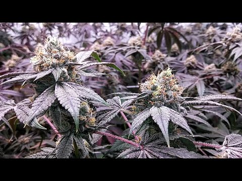Purple City Genetics Runtz flower wk1-9 harvest day