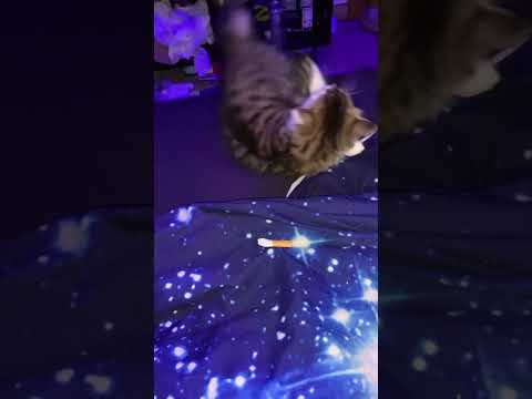 My Iffy Cat 😹 #funny #animals #cute #lol #memes #fail #cat #catvideos #viralvideo #viralshorts #fyp