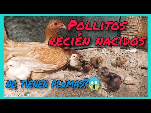 , title : 'Pollitos calparas recién nacidos, por qué nacieron sin plumas?'