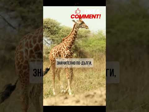 Знаете ли, че жирафите имат същия брой шийни прешлени като хората?