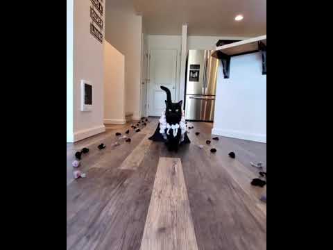 Learn Cat walk with pro