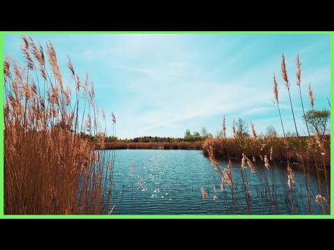 Nature's Tranquility | Soothing Loon Calls with Wind Sounds | 10 Hour White Noise #nature #sleep