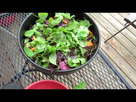 Pea Tendrils and Leaves as Greens for Your Salads: They Can Take Frost! -TRG 2015