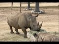 San Diego Zoo Safari Park Wildlife Safari