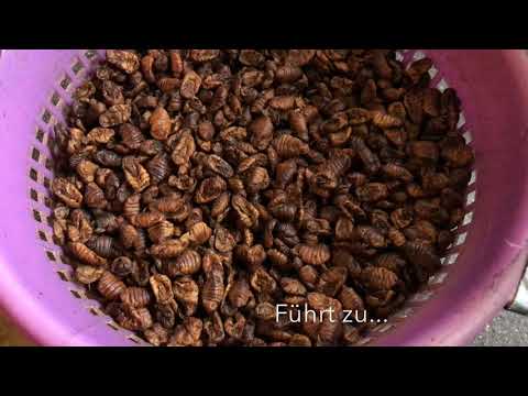 Entstehung unserer exklusiven Seidenraupen (-Puppen)