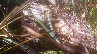 THYLACINE JOEY PHOTO