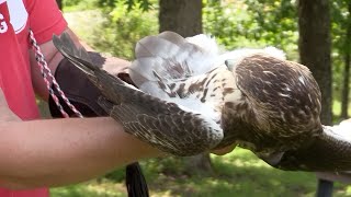 The Falconer's Journey EP1