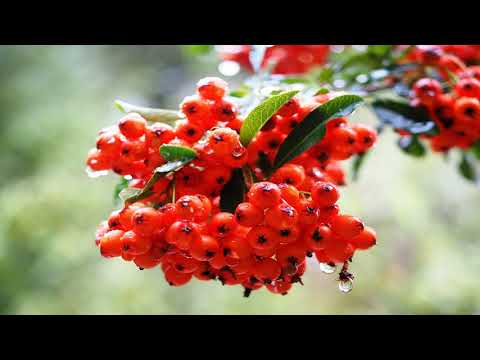 Kiedy najlepiej zbierać owoce jarzębiny na nalewkę.
