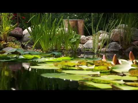 Natural Swim Pond - Without Chemicals!