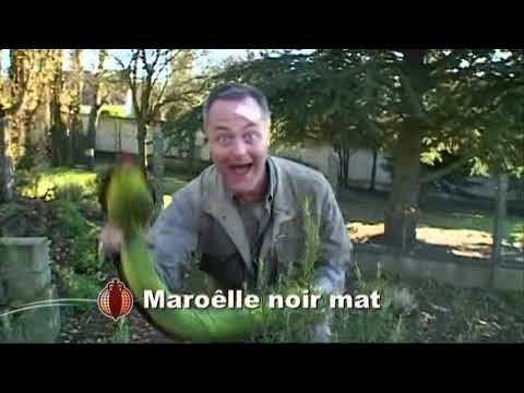 Eddie Crew -  Groland (French TV show) Costin Pevens full skit