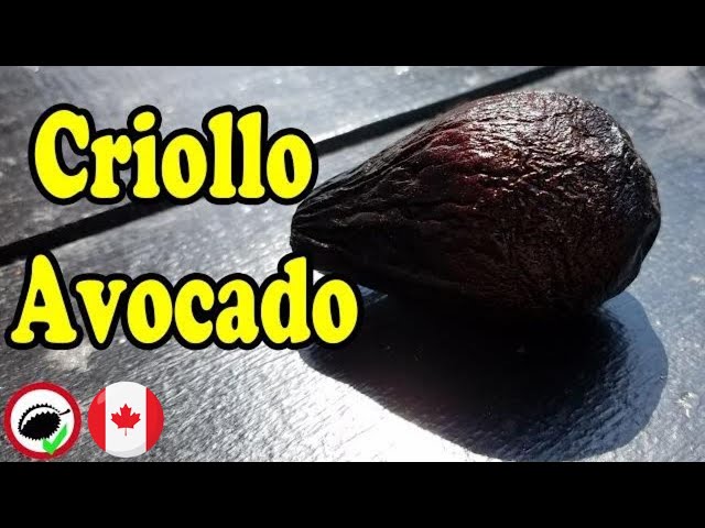 Video pronuncia di criollo in Inglese
