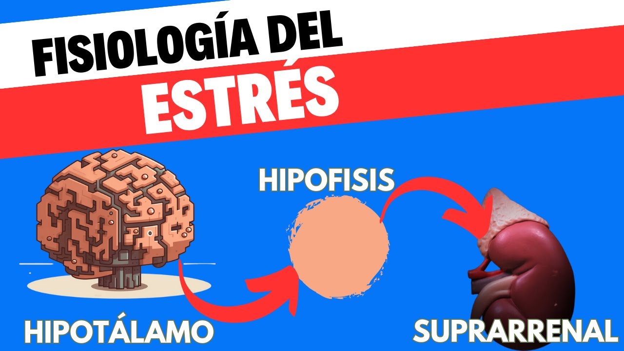 Fisiología del eje Hipotálamo-Hipófisis-Suprarrenal