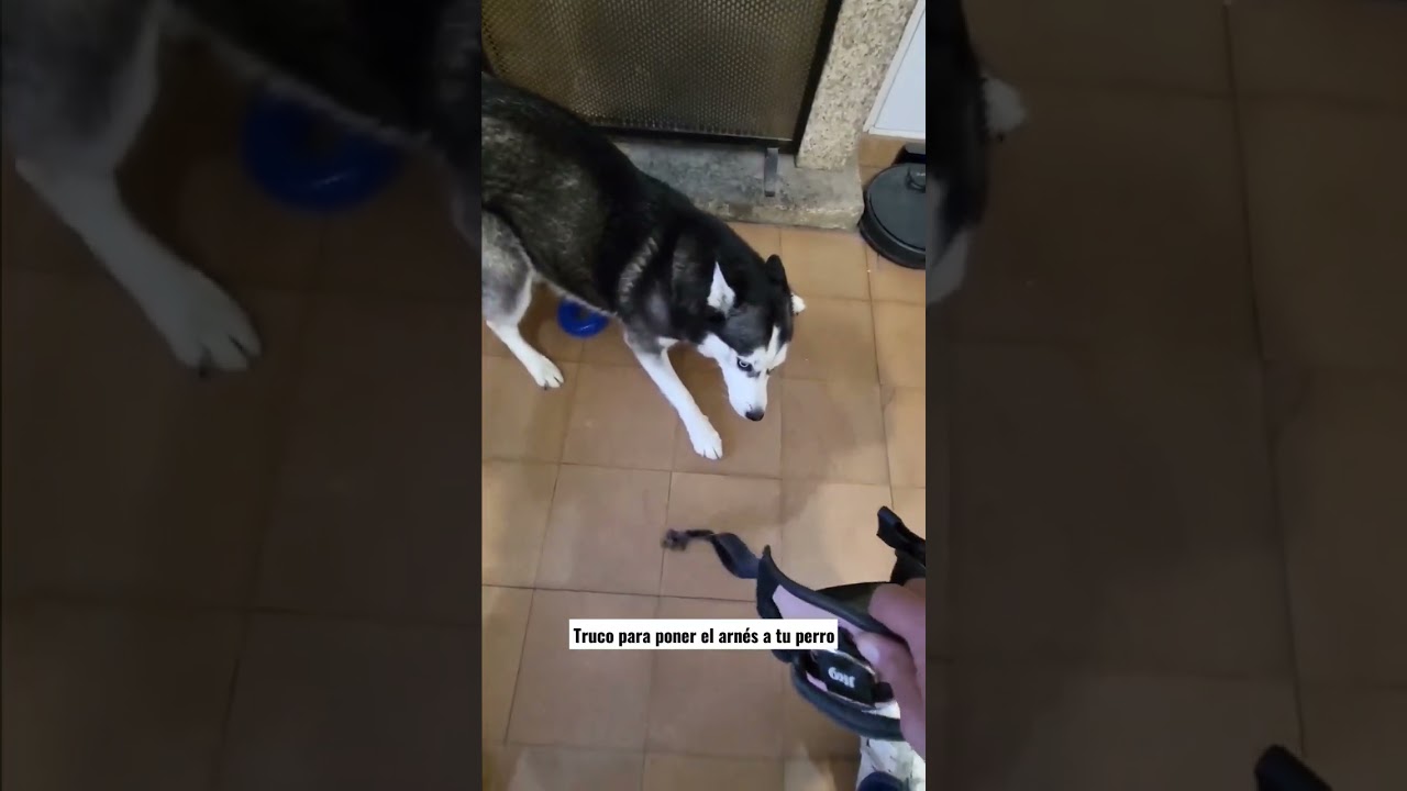 Truco para poner el arnés a tu perro