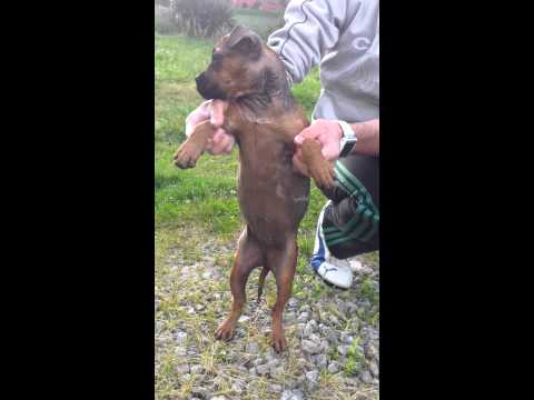 AQUI O #legadodotibu DA CADELA DE MIÑA MOZA JAJAJA