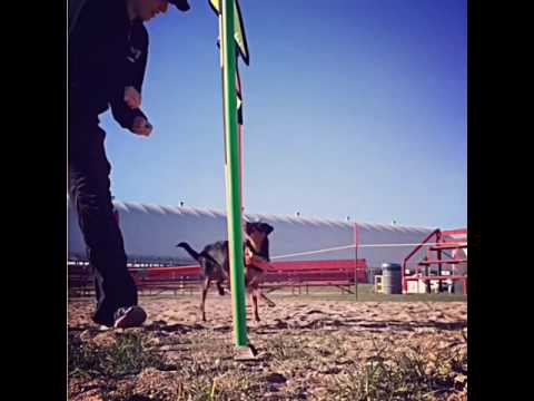 Woofjocks at The Lindsay Ex