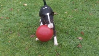 preview picture of video 'English Bull Terrier (STUPENDIOUSSSS example of the breed!) Bailey.'