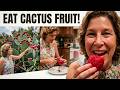 How To Eat A Prickly Pear Cactus