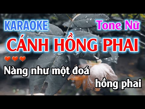 Karaoke Cánh Hồng Phai Tone Nữ ( Rê Thứ ) Nhạc Sống Dễ Hát = Karaoke Beat Chuẩn Tone Nữ Hay Nhất