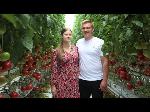 Pomidory malinowe pierwszy sezon w gospodarstwie