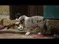 Miniature Australian Shepherd dogs for sale: SPIKE - Video 1