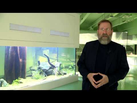 Wussten Sie schon? - Axolotl