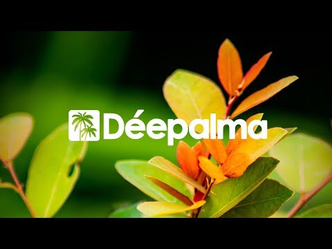 UCHA - Anike [Déepalma Records]