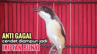 Download lagu Suara Cendet Gacor Toet toet Efektif Anti Gagal Bikin Cendet Malas pun Langsung Nyaut Bunyi Seketika mp3 Download lagu Suara Cendet Gacor Toet toet Efektif Anti Gagal Bikin Cendet Malas pun Langsung Nyaut Bunyi Seketika mp3
