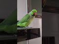 Parrot Sound Parrotsinging Birds Talkingparrot