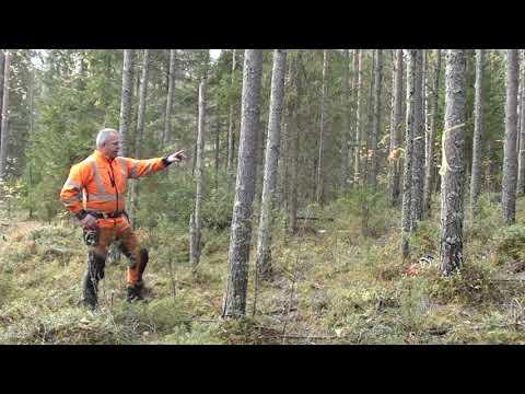 Metsolan metsäkoulu 26, Ensiharvennuksen hakkuutekniikka, perusteet.