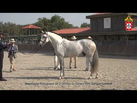 220716 4 Minuto do Penedo Aprovação de Garanhões