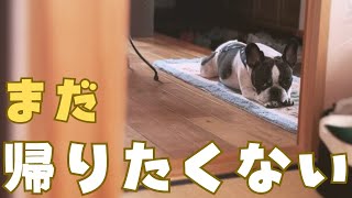 新潟が名残惜しいフレブル