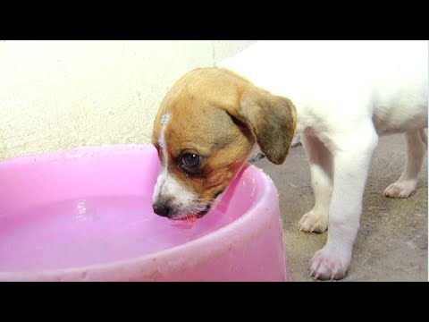 Filhotes são resgatados de bueiro no Distrito Industrial
