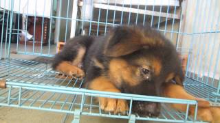 preview picture of video 'Bán chó GSD, becgie đức thuần chủng giá rẻ liên hệ 0986006465'