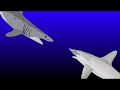 mako shark vs hammerhead shark