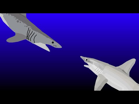 mako shark vs hammerhead shark