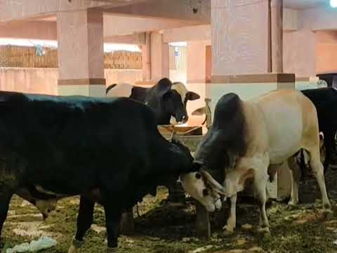 Dangerous Bulls Fighting 😱 | Bull vs Bull | Bull Fighting - Aesthetic Meow