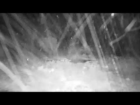 Djuma: Thunderstorm brings pouring rain - 21:15 - 04/25/2022