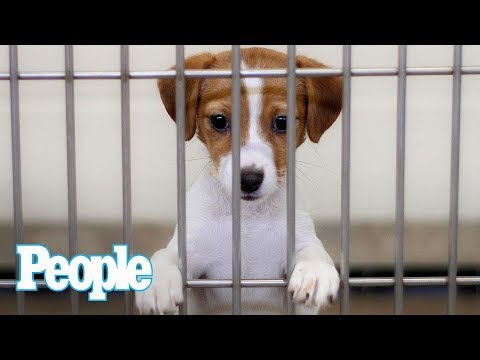 Dr. Evan Antin Answers: What Should I Know Before Adopting A Shelter Dog? | Pets | People