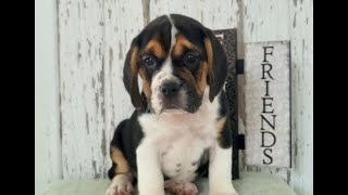 Video preview image #1 Beabull Puppy For Sale in ARTHUR, IL, USA