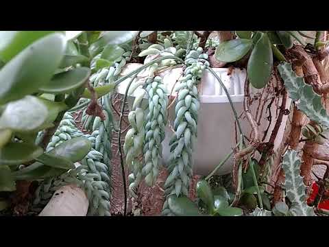 Cloning Jade plants in underground greenhouse