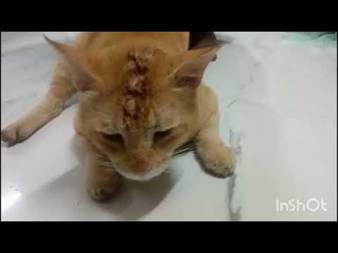 Kesa mar kha ke aya hai 