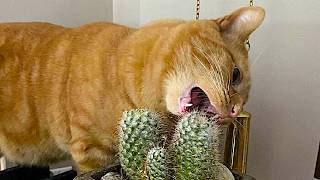 🤣 New CATs Videos 2024 🐈 Funny Cat Videos − Funny Cats 2024