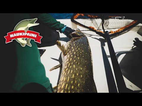 HAUKIPAINI #3 - "Candyland" | Hauenkalastusta kudun jälkeen