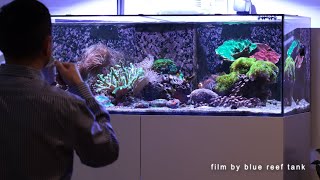 Relaxing After-Work Routine: Fish Tank Care | Blue Reef Tank