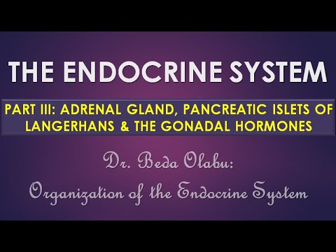 ORGANIZATION OF THE ENDOCRINE SYSTEM PART III - ADRENAL GLAND, PANCREATIC ISLETS & GONADAL HORMONES