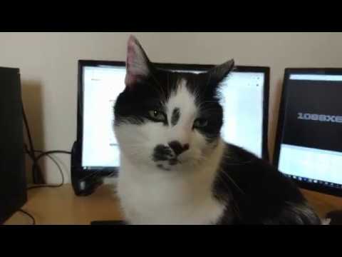 Sonny claims my desk and Incognito Atari 800